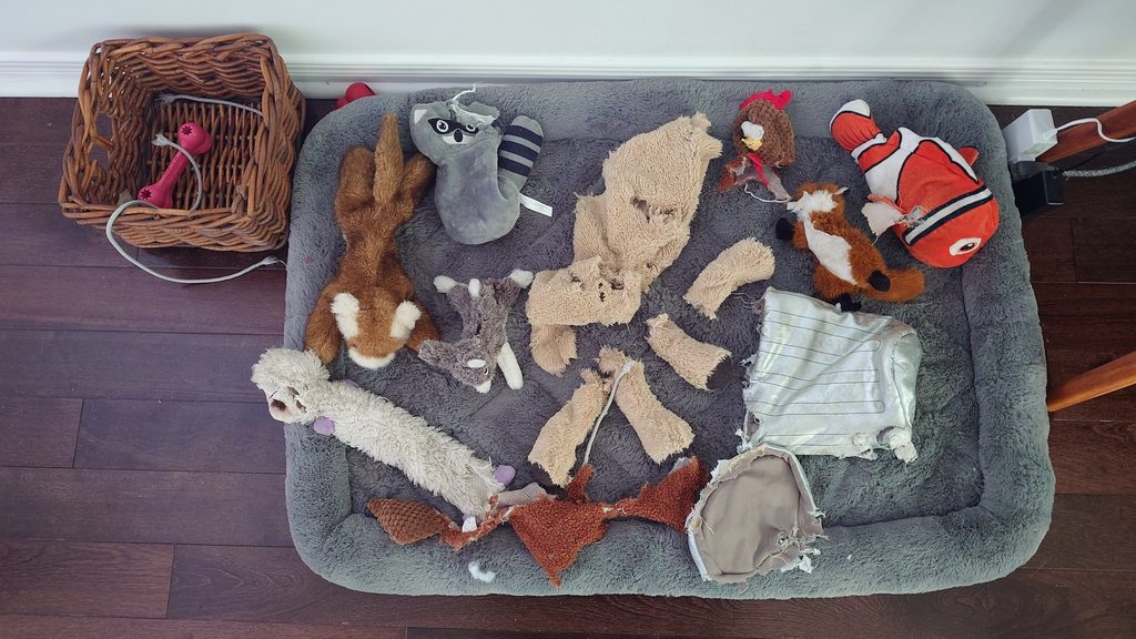 A photo of the toys chewed up by Mishi.